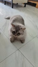小佩五合一混合猫砂 活性炭豆腐混合 膨润土猫砂可冲厕所除臭 5合1混合砂 3.6kg*8包 规格 实拍图