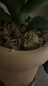 德沃多水苔约6L(特级)营养土爬宠乌龟冬眠蝴蝶兰君子兰花苔藓水培盆栽 实拍图