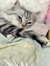 欢宠网猫咪牵引绳猫绳宠物防挣脱可调松紧背心式专用溜遛猫绳子外出用品 实拍图