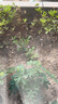 Sevinia珠江牌钢琴通用防潮管钢琴干燥棒，钢琴除湿器防霉防虫 带开关版1支+双面胶+螺丝+底座 实拍图