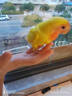 豪蚨鹦鹉雏半毛活体宠物观赏玄凤雏鸟牡丹小太阳活物亲人上手幼鸟豪蚨 黄桃牡丹半毛雏鸟1只 实拍图