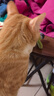 自带干粮的猫猫咪玩具逗猫棒仿真会叫小鸟玩具幼猫自嗨解闷神器耐抓咬宠物用品 实拍图