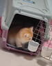 【纯种】金银渐层长蓝金蓝白英国短毛猫美短加白猫活体幼崽小猫咪 宠物级 【金渐层】联系客服选宠 实拍图