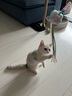 加仕高 猫咪玩具小猫玩具发声逗猫棒 三色毛球逗猫棒 实拍图