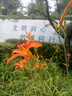 心相印抽纸【肖战同款】茶语丝享 3层150抽*24包真S码 纸巾（整箱销售） 实拍图