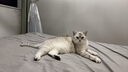 艾禾美slide增强款膨润土猫砂 除臭低尘 铁锤猫砂28磅/12.7kg 实拍图