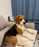 徽千方乳酸钠林格注射液100ml宠物狗狗犬猫咪兽用皮下补液脱水体液缺失 1瓶【100ml/瓶】 实拍图