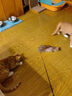 憨憨乐园猫零食木天蓼猫咪磨牙棒洁齿棒猫咬棒逗猫幼猫玩具幼猫自嗨棒5支 实拍图