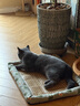 licheers猫狗窝凉席小型犬宠物猫咪睡垫夏季床垫泰迪中大型犬狗垫子 L号 实拍图