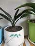 花盆绿植盆栽北欧陶瓷白色清仓特价创意特大号带托盘家用阳台简约 蜻蜓戏竹 中等 实拍图