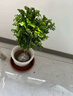 植物驱蚊虫清香胡椒木盆栽正宗花卉绿植四季好养净化空气吸甲醛 特大清香胡椒木 35CM 高 一盆+郁金香陶瓷 实拍图