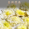 贡苑黄山贡菊花茶60g 杭白胎菊搭玫瑰花茶枸杞金银花草养生茶泡水 实拍图