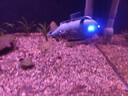小飞桔 FLYING ORANGE迷你遥控仿真潜水艇模型核潜艇电动船玩具男孩儿童夏季水上玩具 蓝色核潜艇【充电版】 实拍图
