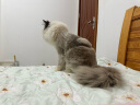 逸诺（enoug）SOS猫咪沐浴露宠物香波清洁去污柔顺美毛布偶猫浴液280ml 实拍图