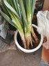 山东大葱新鲜9斤装甜葱铁杆大葱非章丘长白毛葱蘸酱嫩葱饭店批发 铁杆大葱【带脏皮去半叶】 9斤 实拍图