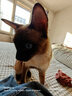 网易严选成猫幼猫通用全价无谷鲜肉猫粮 原野禽肉口味 1.8kg*4袋 实拍图