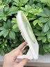 ALittleFlower【热销榜一】桌面小风扇夹子小型宿舍迷你户外便携睡眠静音2026新款超长续航办公室学生 实拍图