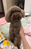 皇家狗粮 老年犬狗粮 犬粮 宠物小型犬SPR27全价犬粮≥8岁2KG 实拍图