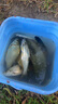 龙王恨鱼饵蓝鲫X5腥香综合通杀钓鱼饵料湖库黑坑野钓鲫鲤草青鳊鱼食鱼饵 实拍图