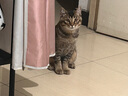 麦富迪猫条 猫咪零食亲嘴鱼猫条成幼猫补水发腮三文鱼14g*5支 实拍图