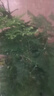 开时果 文竹盆栽桌面摆件盆景 办公室植物竹子水培绿植盆景源头直发包邮 【热销款】舍得紫砂盆+苔藓+底座 实拍图