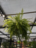美乐棵 植物通用营养液磷酸二氢钾花肥肥料花卉绿萝发财树植物营养液1L 实拍图
