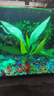 【京东物流】水草套餐 好养耐活真水草植物绿菊大叶绿九冠鱼缸 红绿搭配八杯水草（吸底杯）超值推荐 实拍图