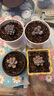 多肉组合盆栽阳台盆栽喜阳植物新手福利按图发货品种花卉好养 可爱嘟嘟四种【不带盆土】 实拍图