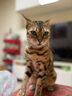 冠能猫粮成猫猫粮鸡肉味7kg 全价猫粮 稳固免疫 适口性强 实拍图