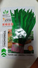 蔬菜种子四季播盆栽阳台庭院香菜生菜菠菜萝卜葱简单易种籽孑大全 紫根韭菜约300粒 实拍图