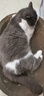 【京东物流】猫抓板磨爪猫窝一体耐磨不掉屑超大号猫玩具猫咪用品 椭圆大号+猫薄荷 实拍图