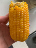 佳农 东北黄糯玉米棒8袋*220g 软糯香甜 真空锁鲜 源头直发 礼盒包邮 实拍图
