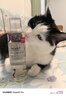 那非普 猫肤乐 猫沐浴露 猫咪黑下巴  清洁洗液200ml 实拍图