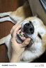 多特思（DOTUS）猫罐头主食全价成长幼猫奶糕羊奶鸡肉罐头浓汤湿猫粮猫饭60g*6罐 实拍图