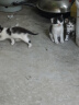 亿迪猫粮冻干幼猫成猫10斤全价英短蓝猫布偶老年猫国产通用全阶段5kg 实拍图