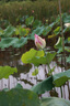 佳能（Canon）RF24-70mm F2.8 L IS USM　中远摄变焦镜头 微单（全画幅EOS R系统专用）适用于 R RP系列 实拍图