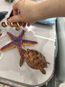 玛奇乐（MECHILE）仿真海洋生物玩具鲨鱼海豚海葵海星海马水母皮皮虾面包蟹动物模型 小海龟 实拍图