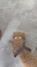 憨憨乐园宠物狗狗猫咪驱虫项圈猫圈除跳蚤项链防虱子蜱虫脖圈用品 实拍图