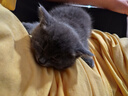 亿迪 猫粮幼猫1-4月12月全价奶糕蓝猫英短小猫专用哺乳离乳期3斤 实拍图