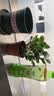开时果 栀子花盆栽浓香型大花苗 四季懒人好养植物室内阳台庭院耐热花卉 加仑盆【90杯#栀子花】 实拍图