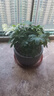 【八方来财】发财树鸭脚木盆栽四季常青桌面防辐射花卉盆景 八方来财20厘米4颗【原盆】 送肥料 实拍图