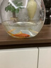 高清鱼缸 生态缸桌面溪流缸迷你金鱼缸小型水族箱养鱼龟缸PET 中号鱼缸【超清8K高透/摔不碎/久用不糊】 实拍图