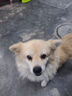 普安特宠物狗狗驱虫药犬体内外同驱跳蚤犬虱非泼罗尼爱滴克+内驱 实拍图
