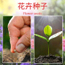 花沃里10款花种子套餐 花卉种子组合太阳花凤仙花向日葵四季种野花 实拍图