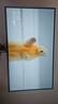 KTC 26.5英寸 2K OLED240Hz 0.03ms10bit 屏 大厂校色 音响 硬件防蓝光AG抗眩光HDR 电竞显示器G27P6s 实拍图