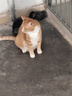 皇家搭档猫罐头鸡肉高汤猫零食成猫幼猫通用增肥补水猫罐头85g*24罐 实拍图