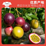 京鲜生 广西紫皮百香果 2斤装 约13-15粒 单果约70g 酸甜风味 生鲜水果 实拍图