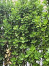 大宇（DAEWOO）迷你养生壶 办公养生杯 烧水煮茶花茶银耳暖奶 便携烧水杯保温恒温 304不锈钢 节日送礼 D15-NTB 实拍图