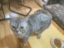 耐威克营养功能型主食猫条 成猫幼猫零食猫湿粮罐头 混合口味15g*9支 实拍图