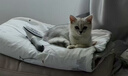茨格曼猫梳子梳毛刷猫咪去浮毛猫毛清理器除毛器针梳狗狗梳子宠物用品 实拍图